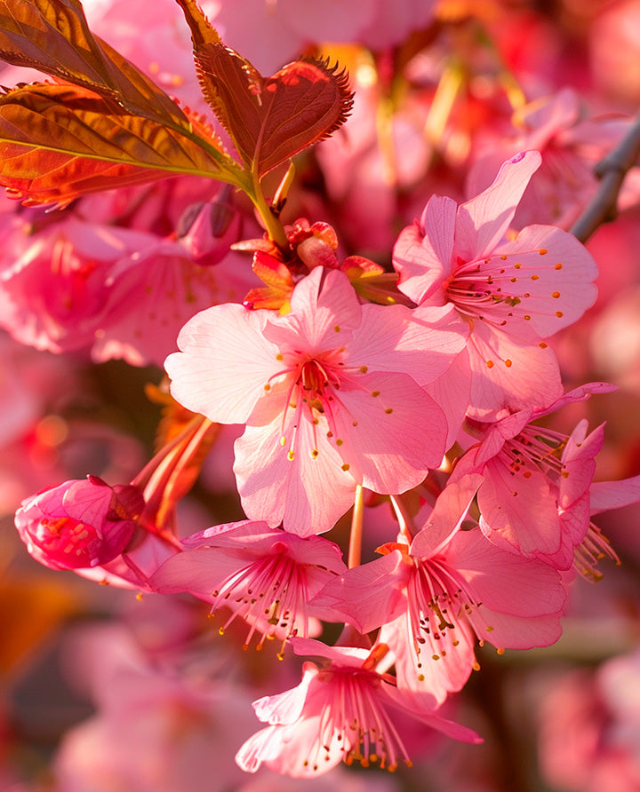 Home Spray Flor de Cerejeira 190 ml