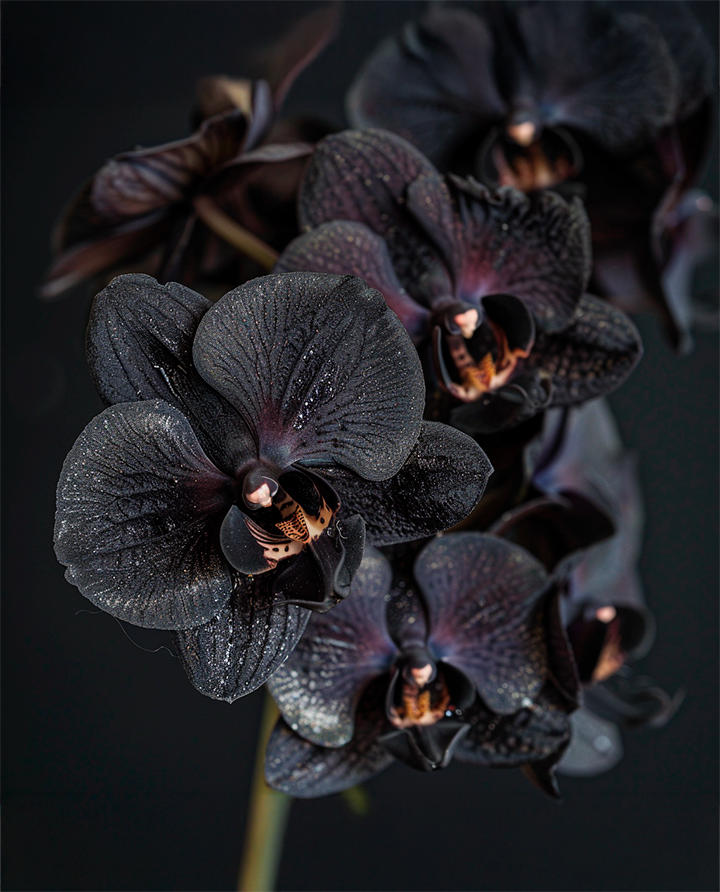 entropia-fragrancia-orquidea-negra